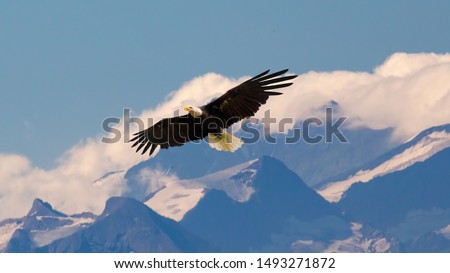 Bald eagle flying and gliding slowly and majestic on the sky over high mountains. Concept of wildlife and pure nature.