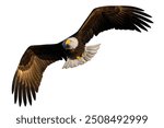 Bald eagle flying isolated on white background.