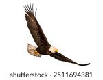 Bald Eagle flying isolated on white background.