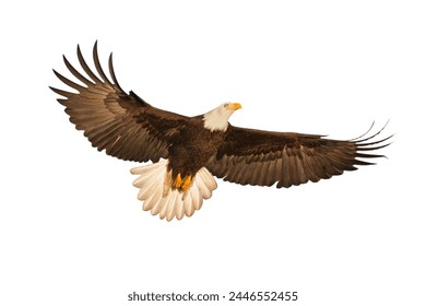 bald eagle flying isolated on white background, Bald eagle American,
Bald eagle flying, bald eagle head isolated.
 - Powered by Shutterstock