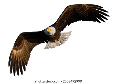Bald eagle flying isolated on white background.