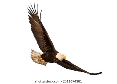 Bald Eagle flying isolated on white background.