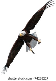 Bald Eagle Is Flying Isolated On White Background.