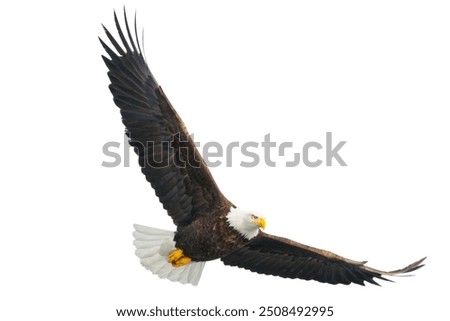 Bald eagle flying isolated on white background.
