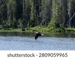 Bald eagle flying low over the water of a forest-lined lake in the wilderness of Grand Teton National Park, Wyoming, USA