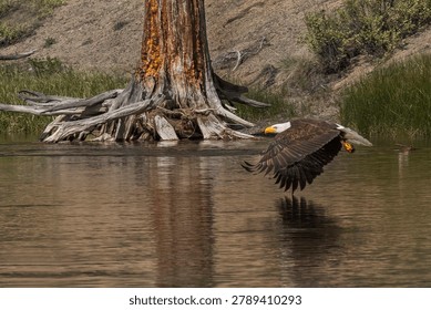 Bald eagle flying low over a calm lake with wings fully extended and reflection visible on the water. Majestic raptor captured in flight near a weathered tree stump in a peaceful wilderness setting.