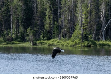 Bald eagle flying low over the water of a forest-lined lake in the wilderness of Grand Teton National Park, Wyoming, USA
