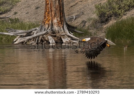Bald eagle flying low over a calm lake with wings fully extended and reflection visible on the water. Majestic raptor captured in flight near a weathered tree stump in a peaceful wilderness setting.