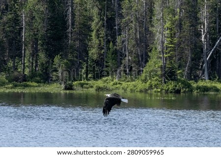 Bald eagle flying low over the water of a forest-lined lake in the wilderness of Grand Teton National Park, Wyoming, USA