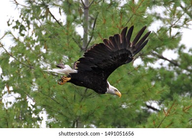 Bald eagle flying near white pine trees