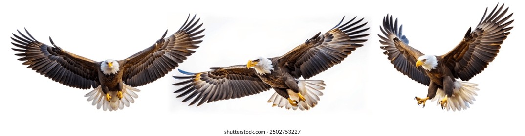 Bald eagle flying on isolated white - Powered by Shutterstock