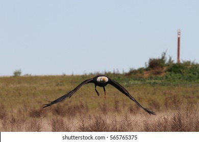  Bald eagle flying outdoors in the wild