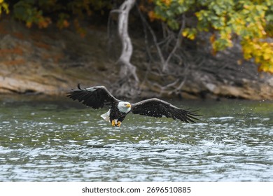 Bald Eagle flying over a river