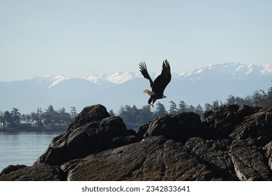 A bald eagle flying over rocks on a riverbank with mountains in the distance on a sunny day
