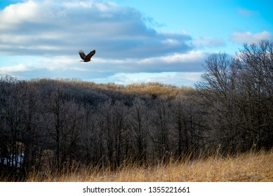 Bald Eagle flying over the trees in the woods