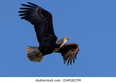 Bald eagle flying, seen in the wild in  North California