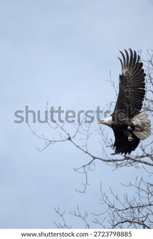 Bald eagle flying though trees