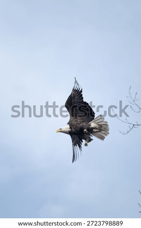 Bald eagle flying though trees