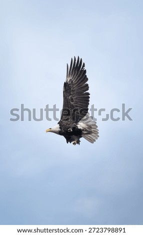 Bald eagle flying though trees