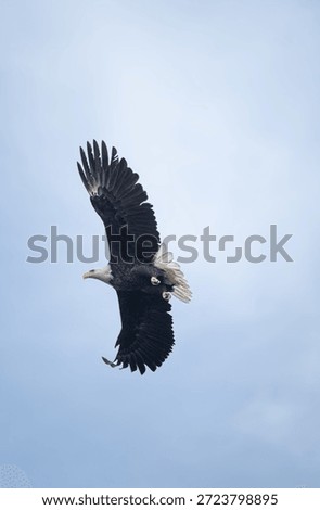 Bald eagle flying though trees