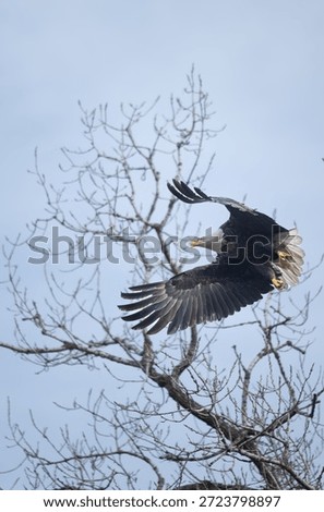 Bald eagle flying though trees