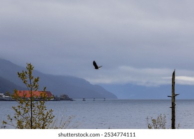 Bald Eagle Flying Through Sky with Mountains in Background Over Water in Juneau Alaska. Southeast Alaskan Landscape with Bird of Prey Mid-Flight on Cloudy Fall Afternoon