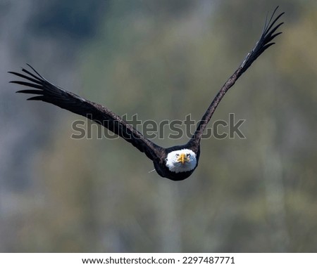 Bald Eagle flying in Wildlife Refuge 