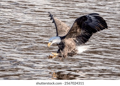 Bald eagle getting ready to catch a fish in winter in Iowa. 