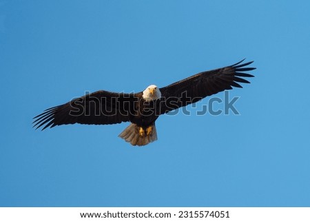 Bald eagle gliding and hunting in the sky, These regal birds are not really bald, but their white-feathered heads gleam in contrast to their chocolate-brown body and wings. [[stock_photo]] © 
