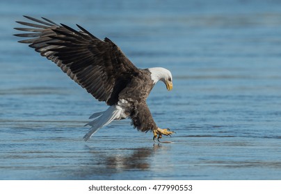 403 Eagle grabbing fish Images, Stock Photos & Vectors | Shutterstock