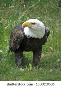 bald eagle in the grass.