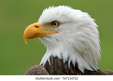 Bald Eagle with a green background