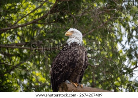 Bald Eagle Guarding her Nest