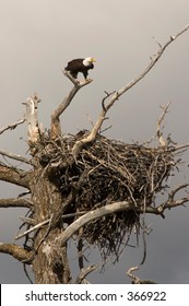 Bald Eagle Guarding Nest