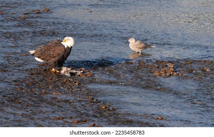 A bald eagle and a gull standing in the Squamish River at the Brackendale Eagle Run Vista Point in British Columbia, Canada