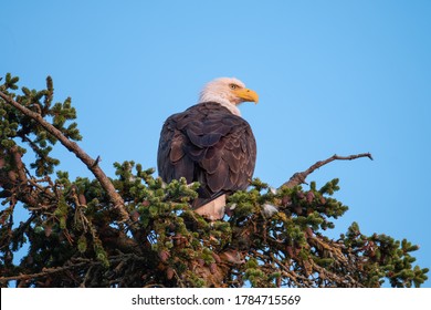 Bald Eagle In Haines Alaska