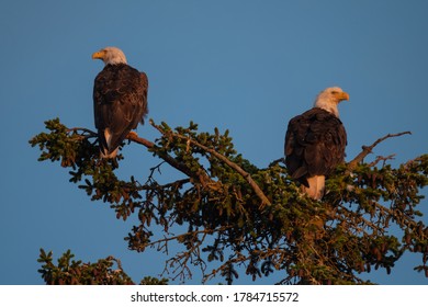 Bald Eagle In Haines Alaska