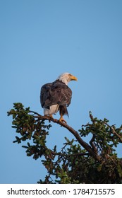 Bald Eagle In Haines Alaska