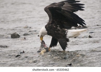 Bald Eagle In Haines, Alaska