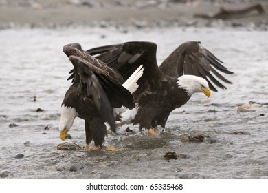 Bald Eagle In Haines, Alaska