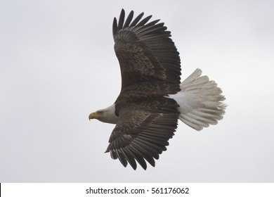 Bald Eagle - (Haliaeetus leucocephalus)