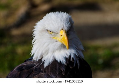 The bald eagle (Haliaeetus leucocephalus) is a bird of prey found in North America. A sea eagle, it has two known subspecies and forms a species pair with the white-tailed eagle (Haliaeetus albicilla)