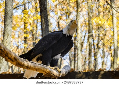 Bald eagle (Haliaeetus leucocephalus). Bird of prey in cage - Powered by Shutterstock