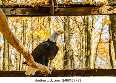 Bald eagle (Haliaeetus leucocephalus). Bird of prey in cage - Powered by Shutterstock