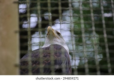 A bald eagle (Haliaeetus leucocephalus) in a cage. - Powered by Shutterstock