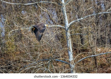 Bald Eagle (Haliaeetus Leucocephalus) Fishing In The Neosho River In Oklahoma.