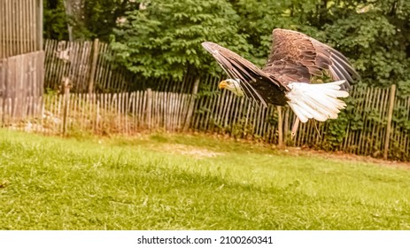 Bald eagle, Haliaeetus leucocephalus, in flight low above the ground with its shadow on the grass