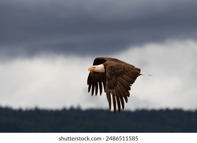 A bald eagle  