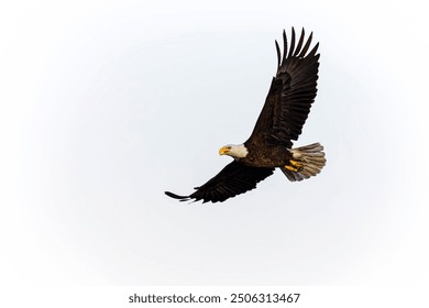 The bald eagle (Haliaeetus leucocephalus) in flight. It is a bird of prey found in North America