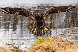 Bald Eagle (Haliaeetus Leucocephalus) Lands On The Ground On The Shore Of The Lake